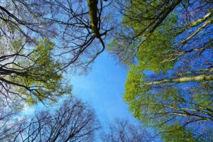 tree-3353617_1920